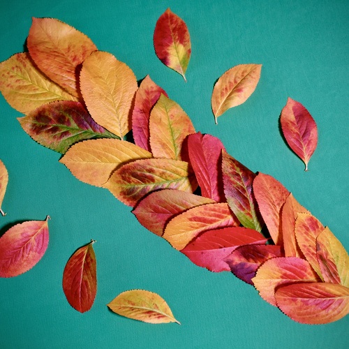 An Autumn plait