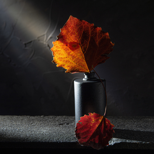 Photo #14085336