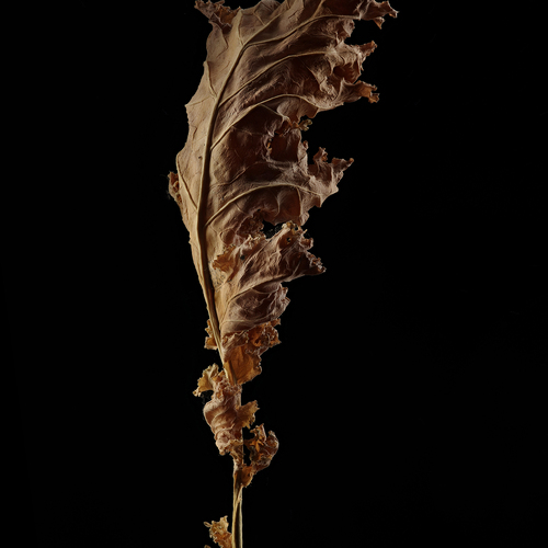 Photo #14085365
