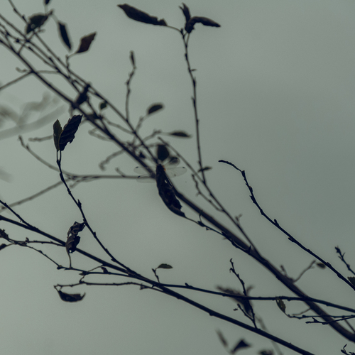 Photo #14085385