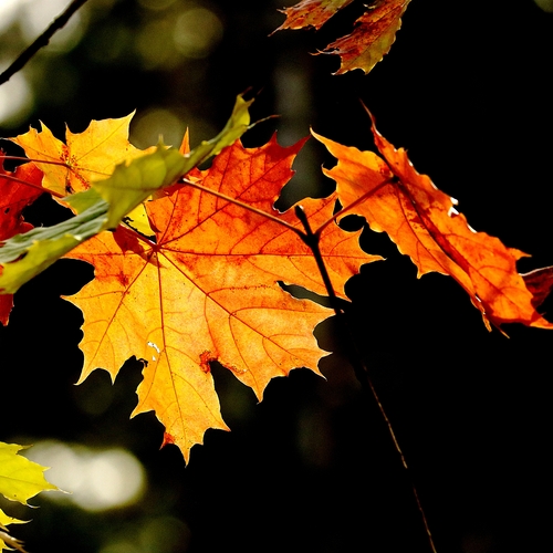 Photo #14085412