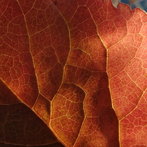 Photo #14085416