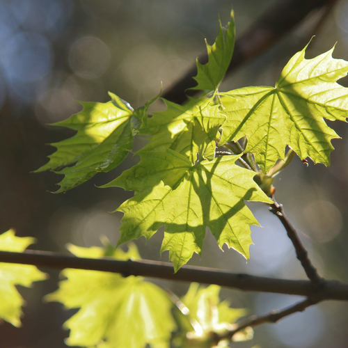 Photo #14085430