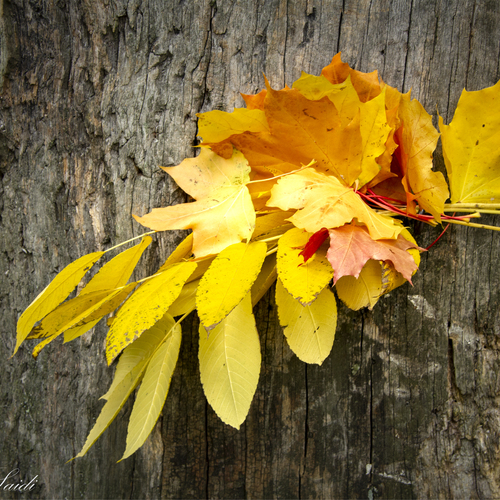 Photo #14085449