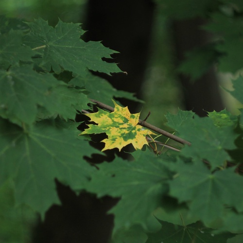 Photo #14085482