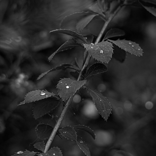Photo #14085596