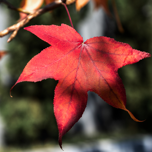 Photo #14085795