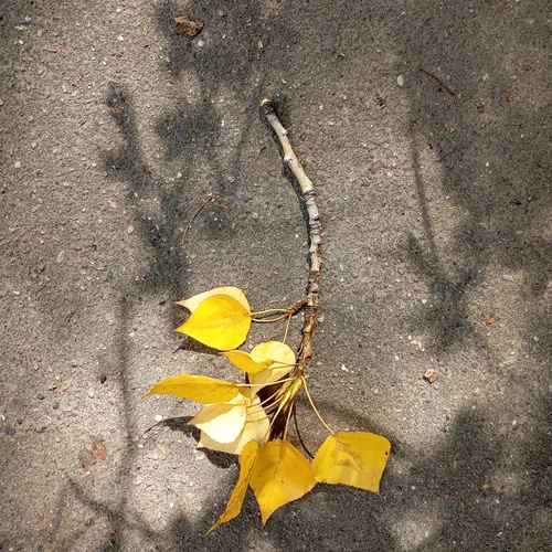 Photo #14086019