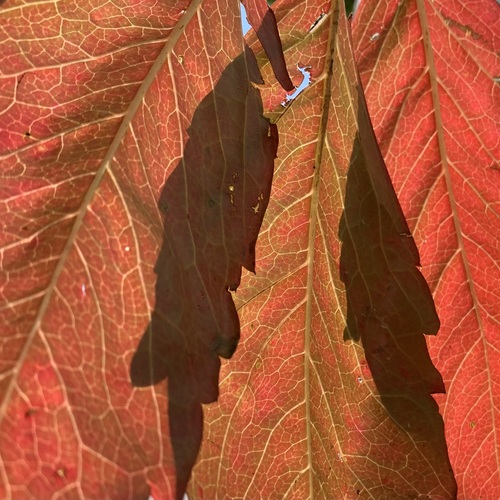 Photo #14086071