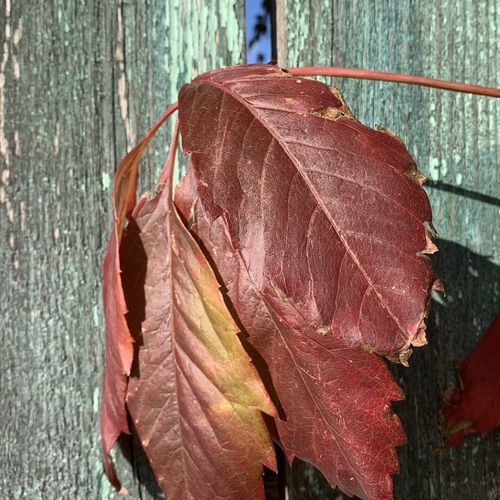 Photo #14086072