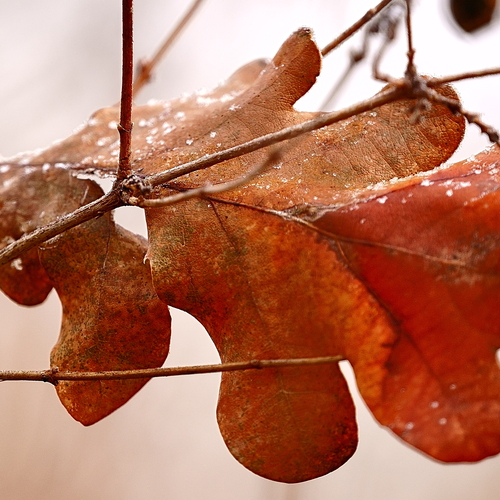 Photo #14086729