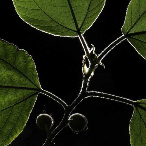 Photo #14086757