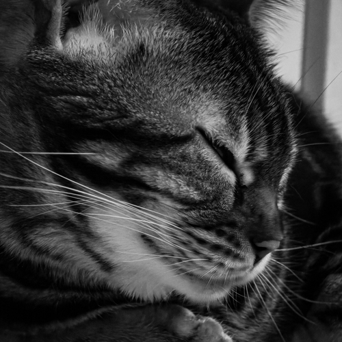 Photo #14086897