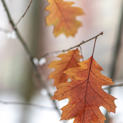 Photo #14086920