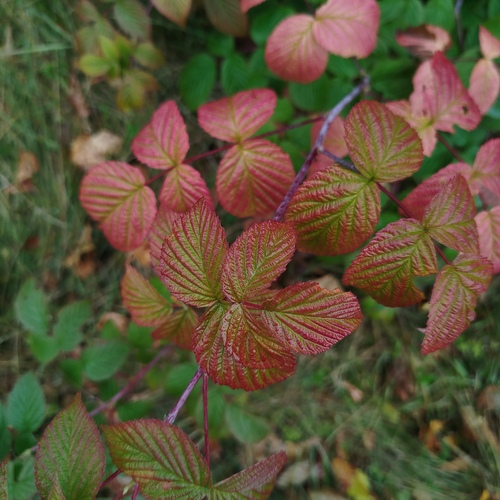 Photo #14086975