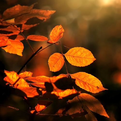 Photo #14087024