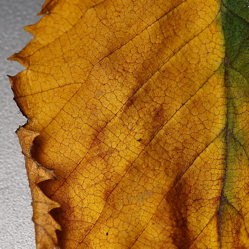 Photo #14087088