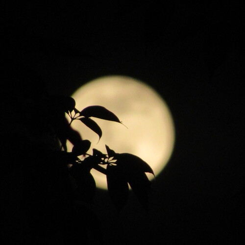 Photo #14087244