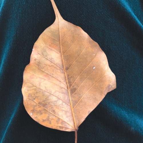 Photo #14087245