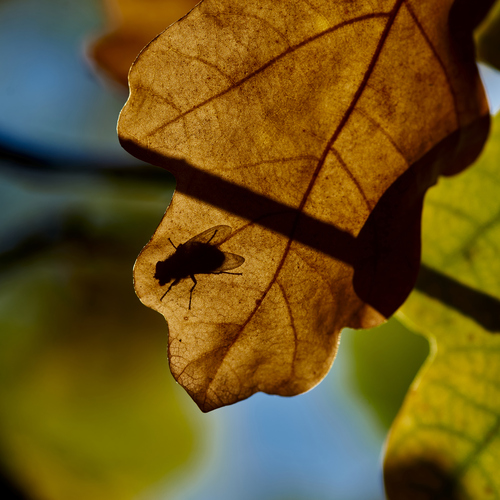 Photo #14087277