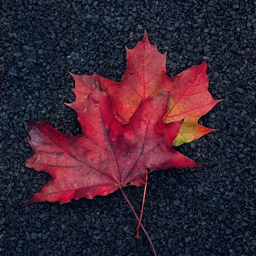 Photo #14087348