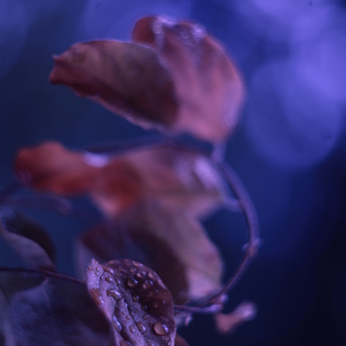 Photo #14087610