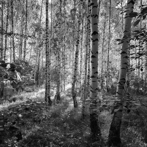 Photo #14087755