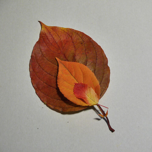 Photo #14087866