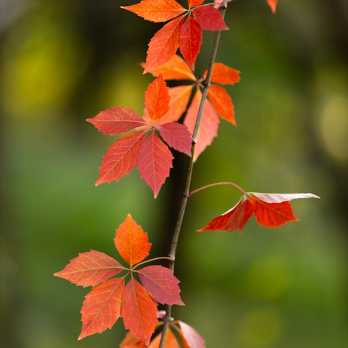 Photo #14088140