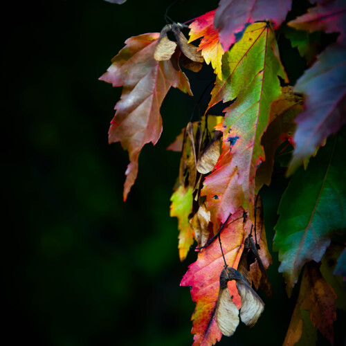 Photo #14088275