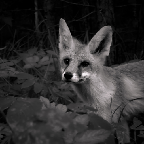 Photo #14088375