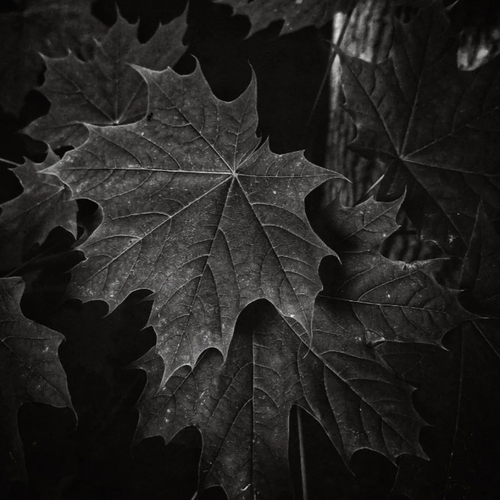 Photo #14088435