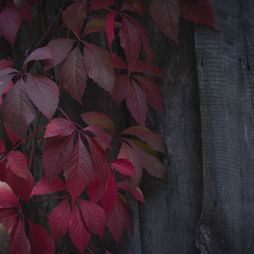 Photo #14088516