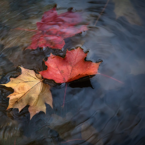 Photo #14088570