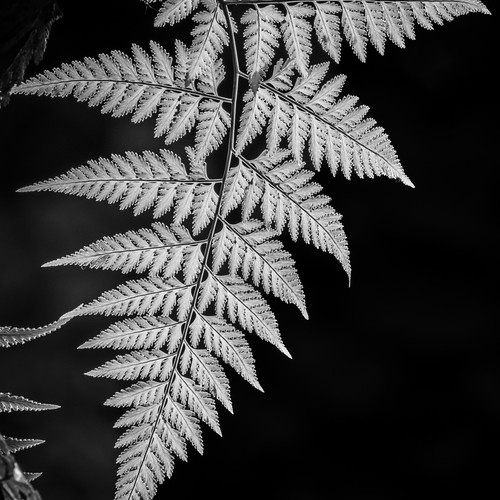 The beauty of Nature
