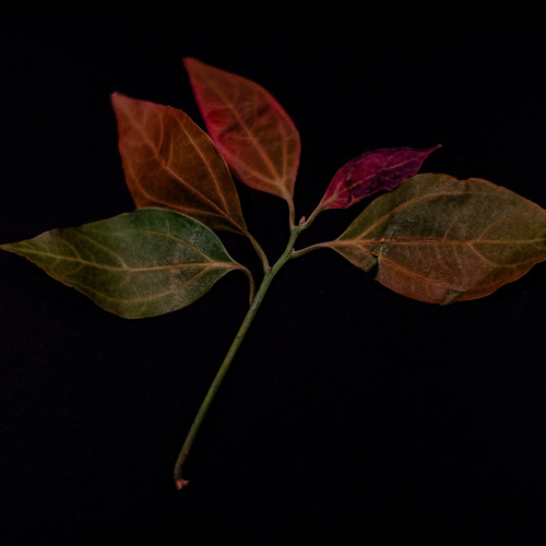 Photo #14088960