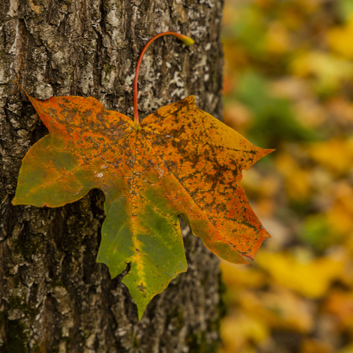 Photo #14088967