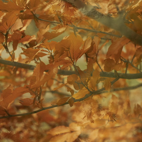 Photo #14089006