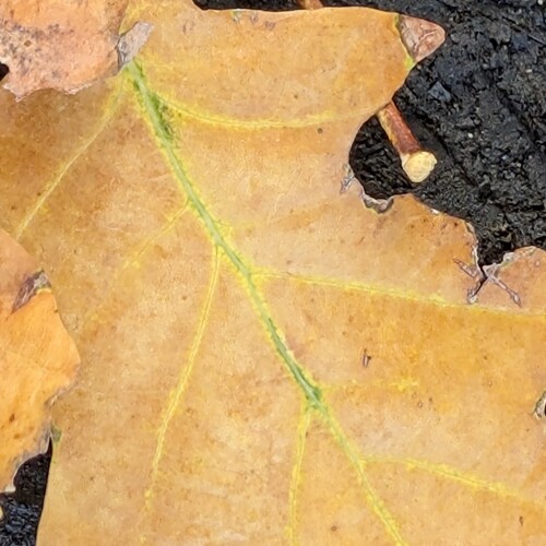 Photo #14089085