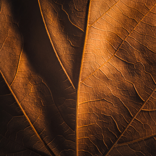 \"When Autumn Learns to Whisper\"