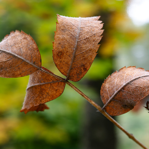 Photo #14089302