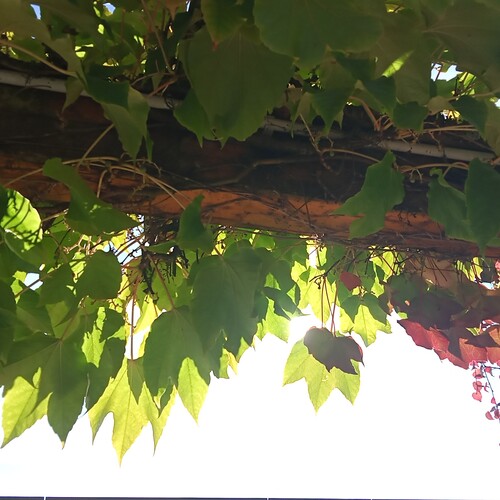 Photo #14089379
