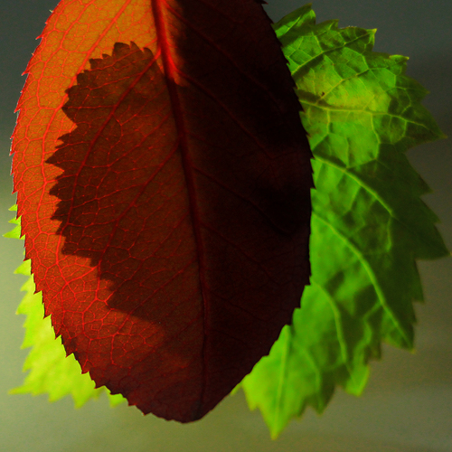 Photo #14089452