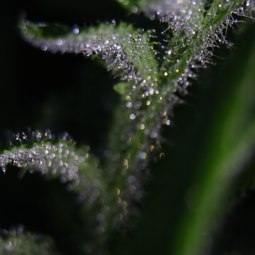 Photo #14089489
