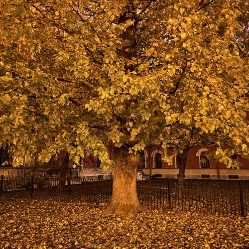 Photo #14089527