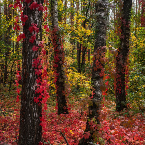 Photo #14089620