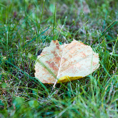 Photo #14090002