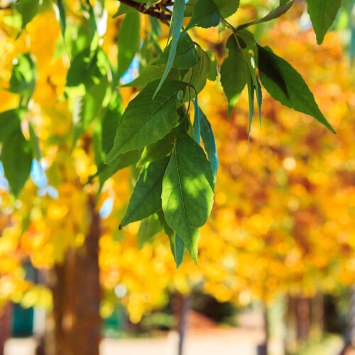 Photo #14090006