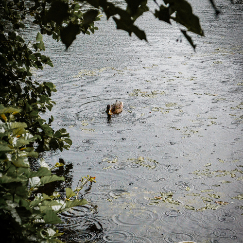 Photo #14090012