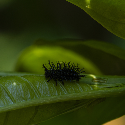 Photo #14090072